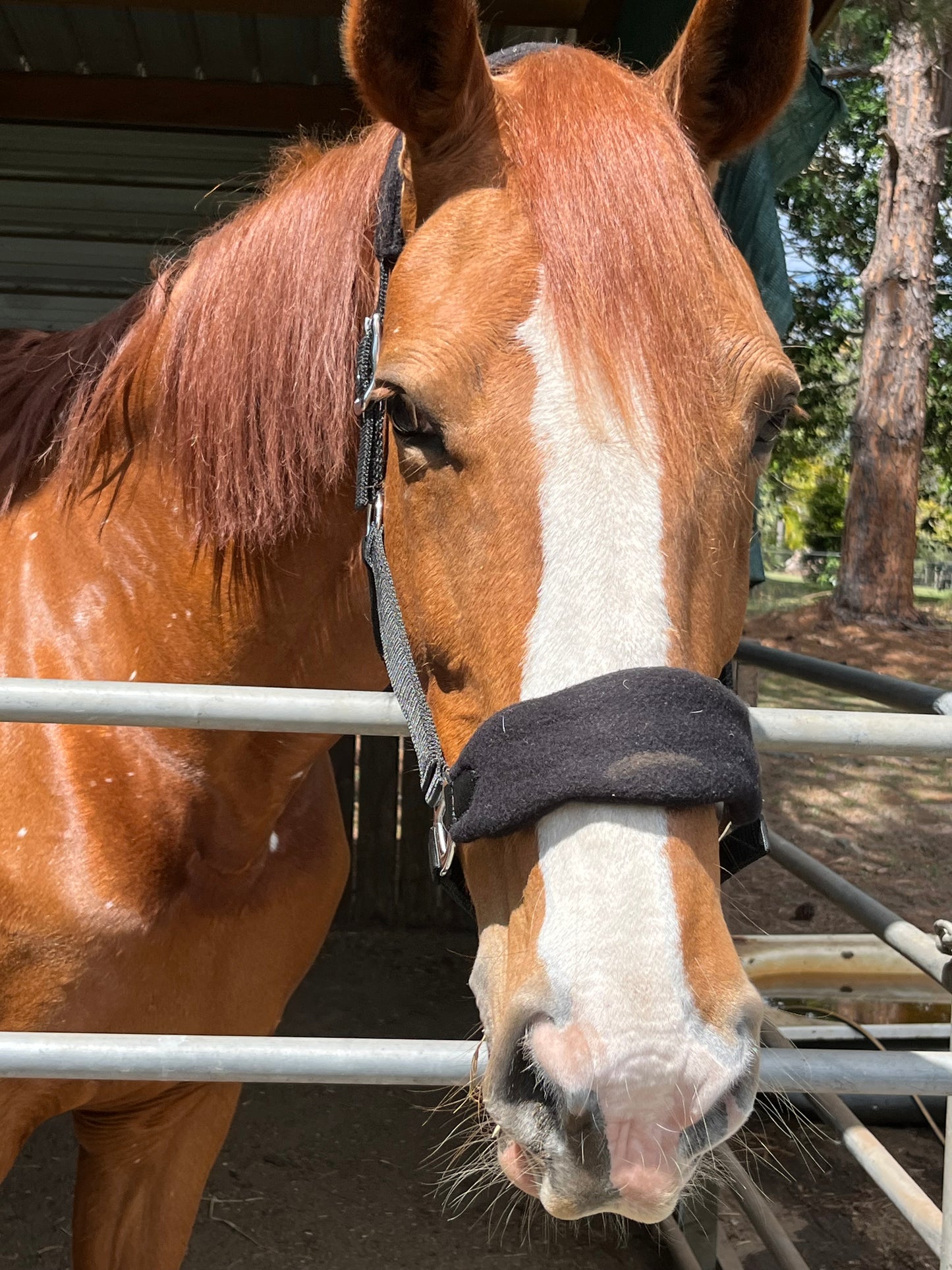 Horse Halter Series One