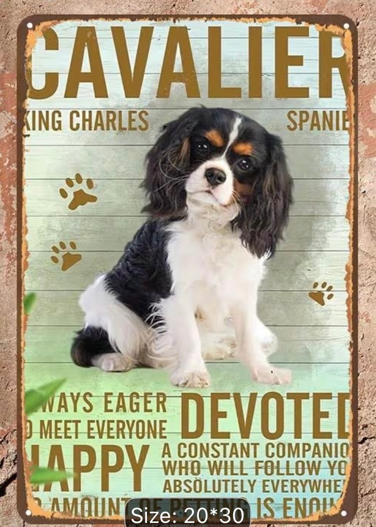 Cavalier - Tri Colour