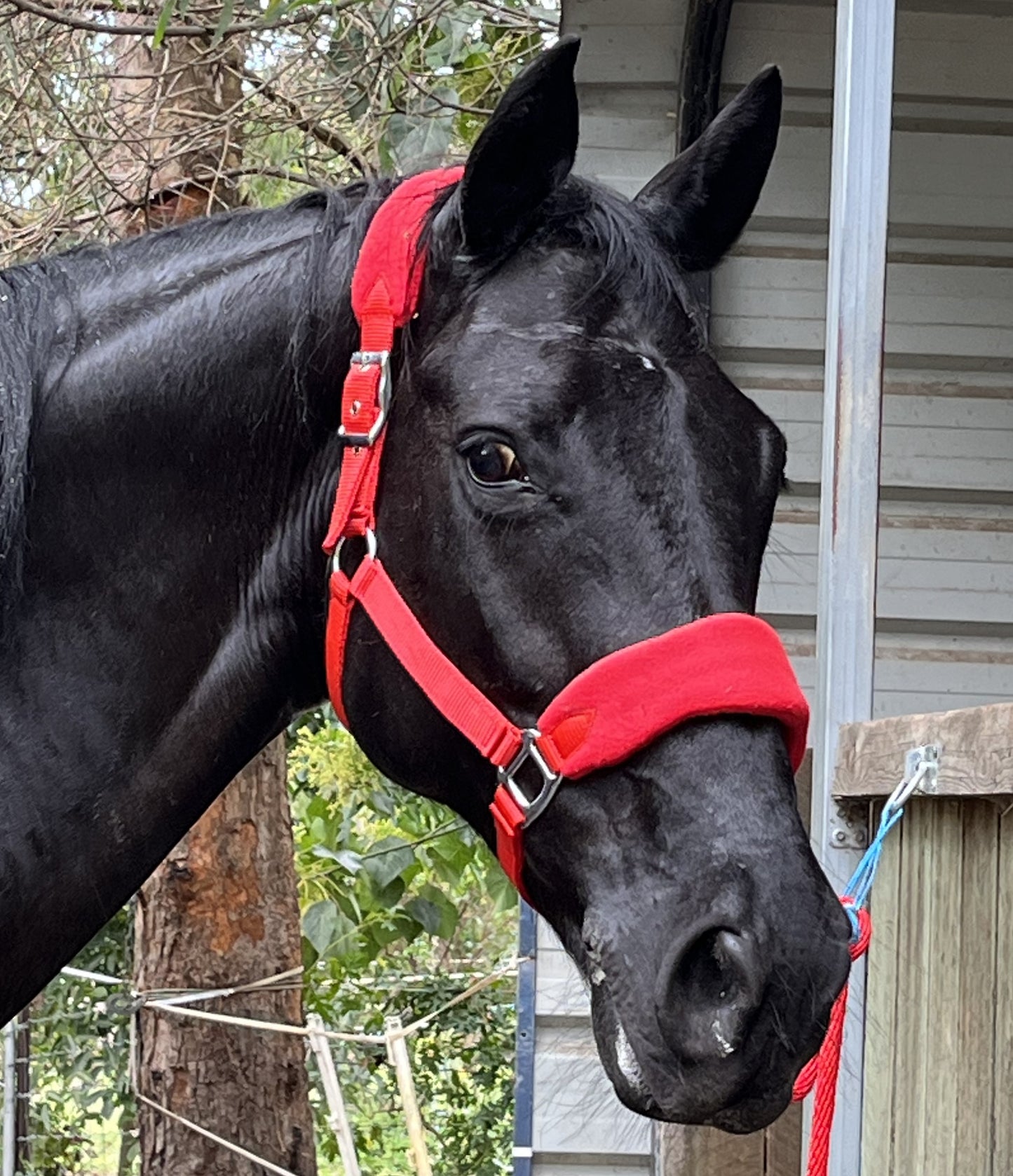 Padded Horse Halter