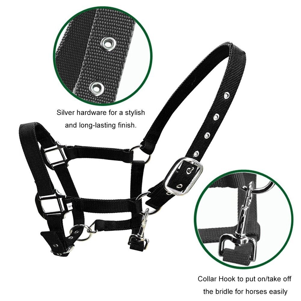 SUPER SPECIAL SECONDS    Horse Halter Series Two