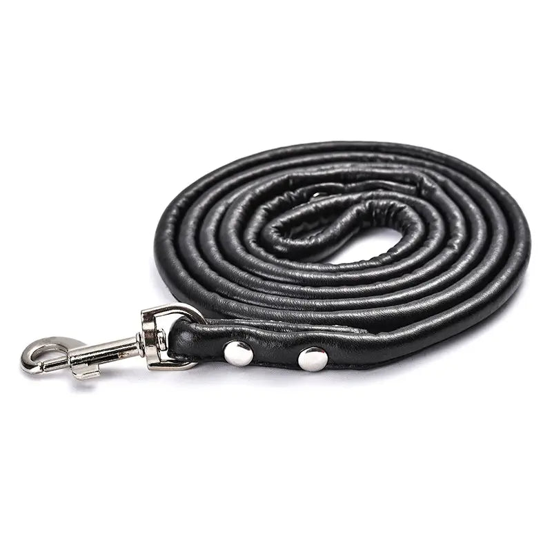 Dog  -  Lead