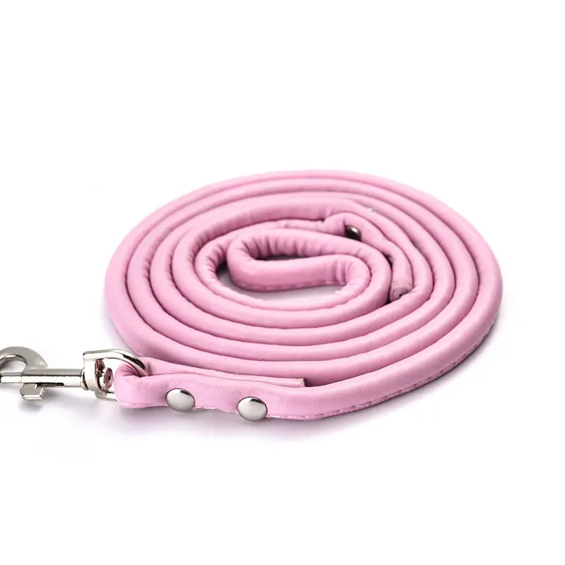 Dog  -  Lead