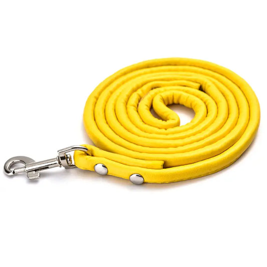 Dog  -  Lead